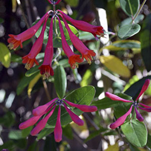 coral honeysuckle flowers attract hummingbirds